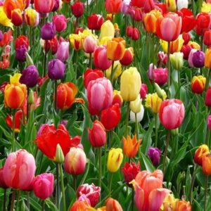 tulips-bed-colorful-color-69776-69776.jpg